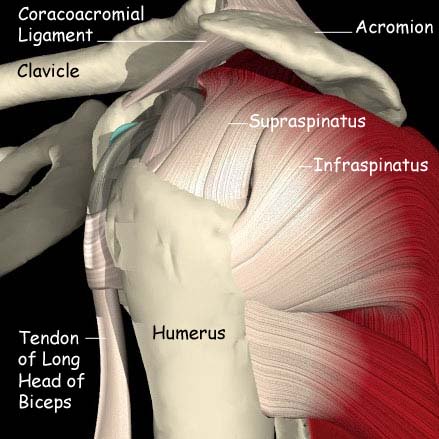 Anatomy of the shoulder